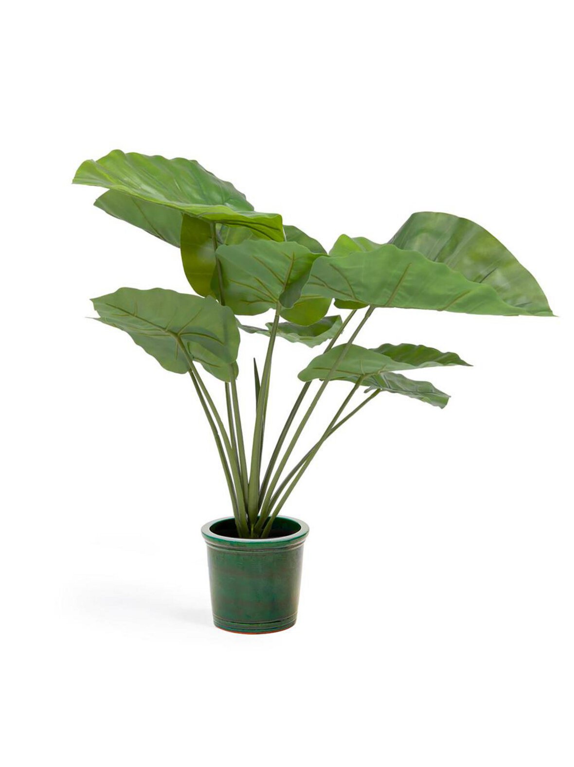 Alocasia-tekokasvi k 57 cm