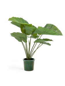 Kave Home - Alocasia-tekokasvi K 57 cm - BLACK | Stockmann