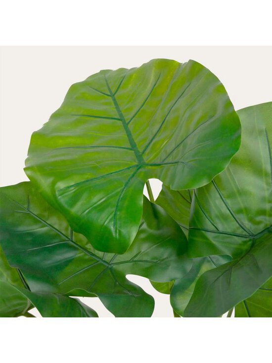 Kave Home - Alocasia-tekokasvi K 57 cm - BLACK | Stockmann - photo 7
