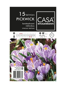 Casa Stockmann - Kevätsahrami-kukkasipulit - VIOLETTI Casa Stockmann - Kevätsahrami-kukkasipulit - VIOLETTI | Stockmann