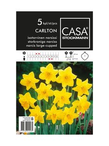 Casa Stockmann - Isotorvinen narsissi -kukkasipulit - KELTAINEN | Stockmann