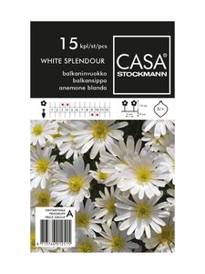 Casa Stockmann - Balkaninvuokko-kukkasipulit - VALKOINEN Casa Stockmann - Balkaninvuokko-kukkasipulit - VALKOINEN | Stockmann