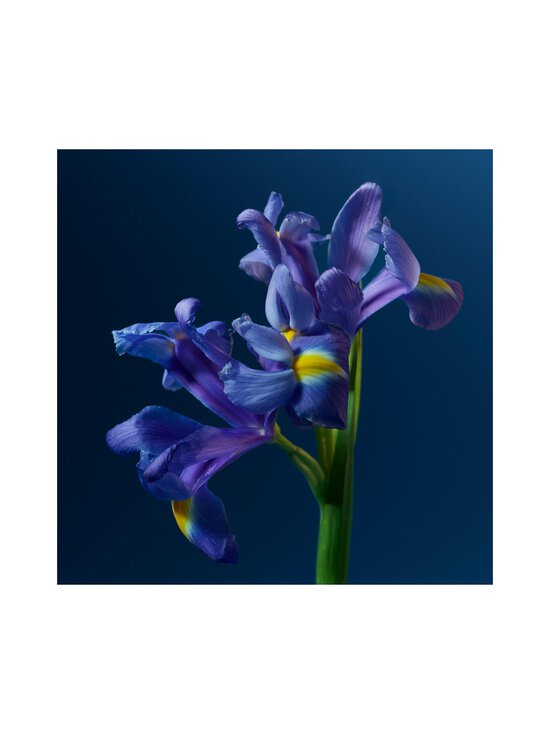 Calvin Klein - One Night Essence Parfum Intense  -tuoksu - NOCOL | Stockmann - photo 12