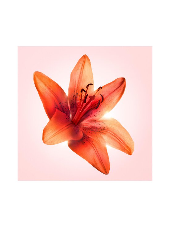 Viktor & Rolf - Flowerbomb Tiger Lily EdP -tuoksu - NOCOL - photo 5 Viktor & Rolf - Flowerbomb Tiger Lily EdP -tuoksu - NOCOL | Stockmann - photo 5