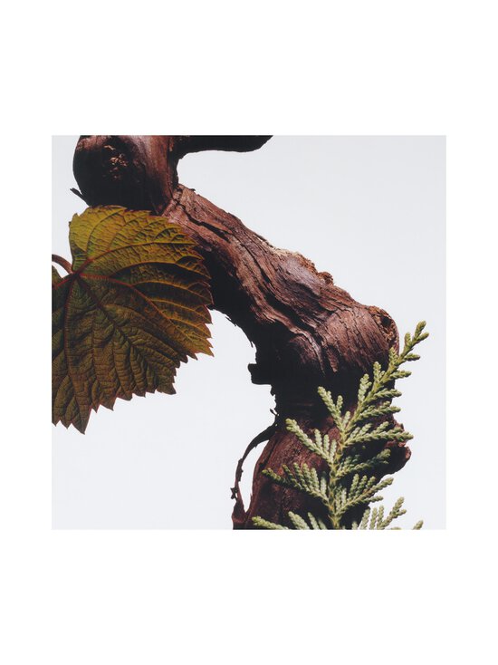 Jo Malone London - Cypress & Grapevine Hair & Body Wash -hius- ja vartalonpesuaine - NOCOL | Stockmann - photo 4