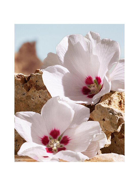 Dolce & Gabbana - K Elixir -tuoksu - NOCOL | Stockmann - photo 5