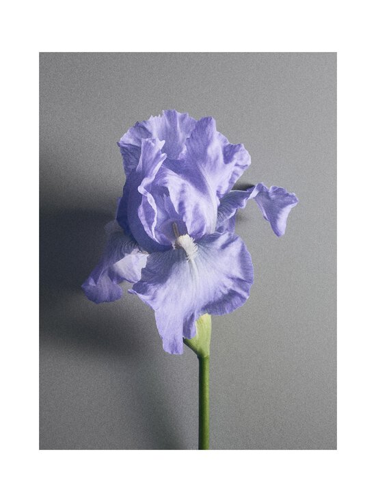 Creed - Iris Debonair -tuoksu - NOCOL | Stockmann - photo 9
