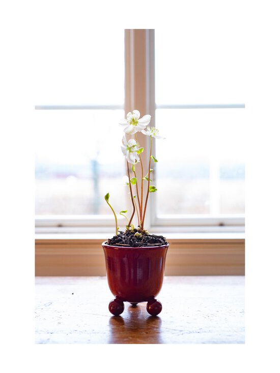 Wikholm Form - Inya-ruukku, 17 x 17 cm - RED - photo 2 Wikholm Form - Inya-ruukku, 17 x 17 cm - RED | Stockmann - photo 2